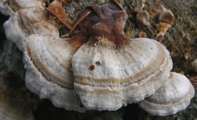 Trametes da determinare.